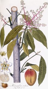 Mangifera indica von Austrian School