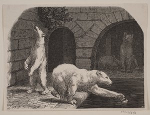 Bären im Jardin des Plantes