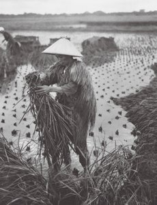 Japan: Reisernte in der Nähe von Niigata