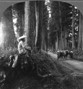 Die heilige Straße nach Nikko, Japan (1905)