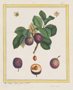 Damaskus-Pflaume von B. Michel