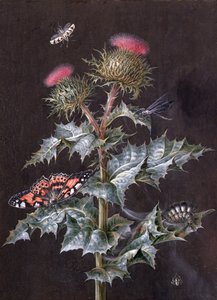Studie einer Distel mit Insekten von Barbara Regina Dietzsch