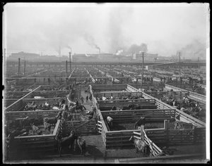 Viehgehege in den Union Stock Yards, Chicago, Illinois, USA, um 1900