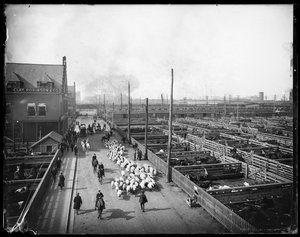 Union Stock Yards, Chicago, Illinois, USA, ca. 1910