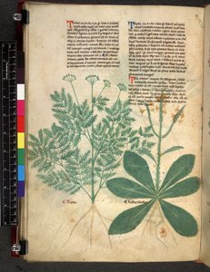 Egerton 747 f.101v Tractatus de Herbis, ca. 1280-1310 von Bartholomaei Mini de Senis