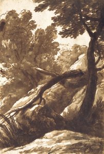Waldlandschaft