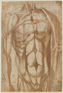 Studie eines gehäuteten Torsos (verso)