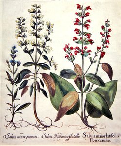 Arten von Salvia