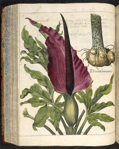 Dracontium Maius, Illustration aus 