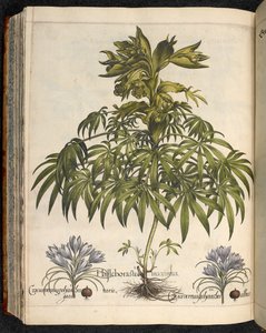 Helleboraster maximus, aus Hortus Eystettensis, Basilius Besler