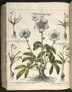 Helleborus niger, Illustration aus 