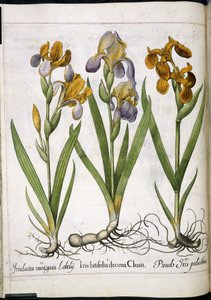 Iris, aus 