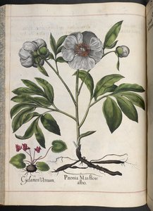 Tafel 106: Cyclamen Vernum, Paonia Mas flore albo, aus Hortus Eystettensis, von Basilius Besler