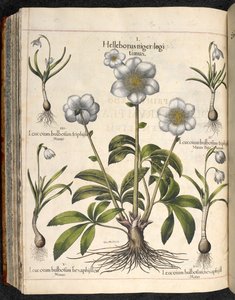 Tafel 29: Helleborus niger, Hortus Eystettensis, Basilius Besler