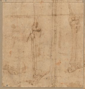 Untere Hälfte eines Skeletts von hinten, frühe 1540er Jahre