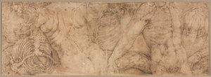 Torsos mit Rippenkäfigen, frühe 1540er Jahre von Battista Franco