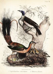 Mönchsvogel und Leierschwanz von Bauerrichter