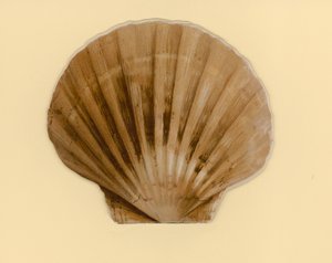 Illustration für Heft mit dem Titel Sea Shells (Farblithographie) von Benjamin D. Sigmund