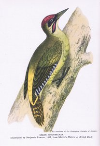 Grünspecht, Natur in Großbritannien, veröffentlicht von Collins von Benjamin Fawcett