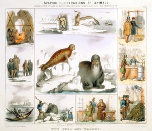 Der Seehund und das Walross, um 1850