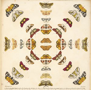 Detail aus Tafel XI, aus Eine seltene Darstellung von Schmetterlingen und Motten, veröffentlicht 1764 (handkolorierte Gravur)