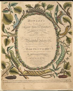 Frontispiz, aus A Rare Depiction of Butterflies and Moths, veröffentlicht 1764