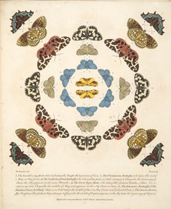 Tafel III, aus A Rare Depiction of Butterflies and Moths, veröffentlicht 1764