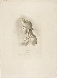 Die Metzgerin, aus Arts et Métiers