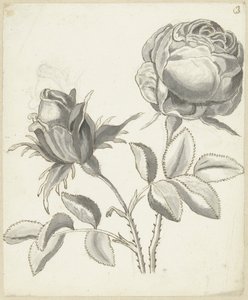 Zwei Rosen von Bernard Picart