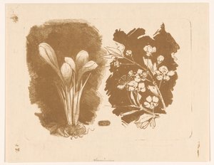 Krokusse und ein Zweig mit Blüten