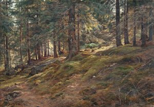 Licht im Wald