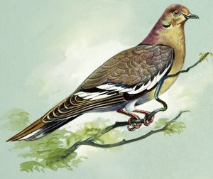 Weißflügeltaube von Bert Illoss