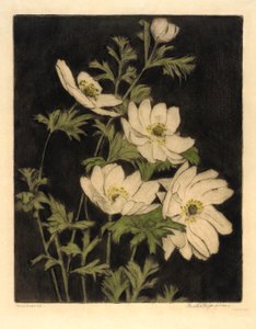 Anemonen