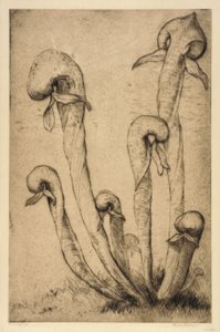 Darlingtonia von Bertha E. Jaques