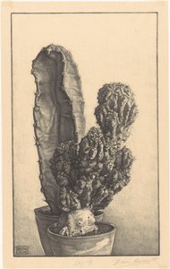 Kakteen von Bertha van Hasselt (signed by artist)