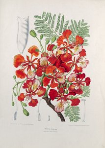 Poinciana Regia, Illustration aus Fleurs, Fruits et Feuillages Choises de la Flore et de la Pomone de l