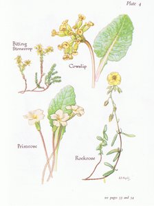 Mauerpfeffer, Schlüsselblume, Sonnenröschen, Primel, 1951 von Bessie D. Inglis