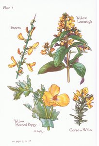 Ginster, Stechginster, Gelbes Gilbweiderich, Gelbes Hornmohn, 1951 von Bessie D. Inglis