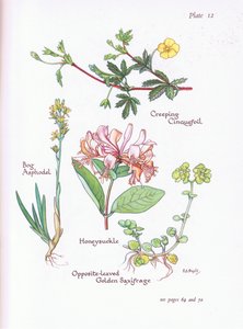 Kriechendes Fingerkraut, Moorlilie, Geißblatt, Gegenblättriger Goldhafer von Bessie D. Inglis