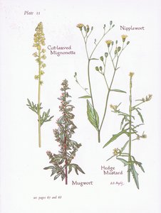 Schlitzblättriger Mignonette, Beifuß, Nippelwurz, Hecken-Senf von Bessie D. Inglis