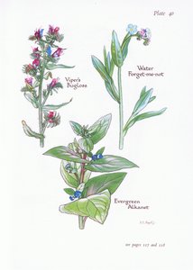 Immergrüne Ochsenzunge, Natternkopf, Wasser-Vergissmeinnicht von Bessie D. Inglis