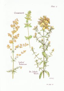 Echtes Labkraut, Kreuzkraut, Johanniskraut, 1951 von Bessie D. Inglis