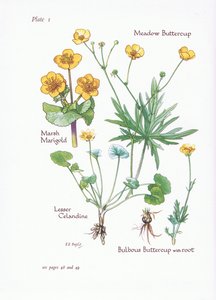 Sumpfdotterblume, Scharbockskraut, Wiesen-Hahnenfuß, Knolliger Hahnenfuß, 1951 von Bessie D. Inglis
