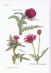 Moschusdistel, Speerdistel, Große Knappe von Bessie D. Inglis