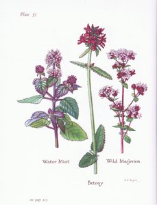 Wasserminze, Wilder Majoran, Betonie