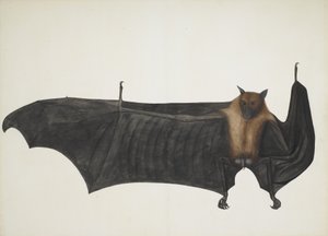 Große Indische Flughund, ca. 1777-82 von Bhawani Das