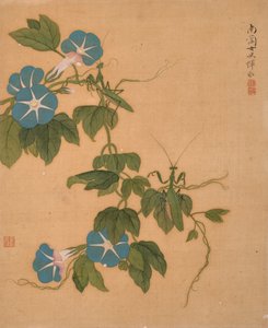 Prunkwinde aus dem Album der Blumen von Bing Yun