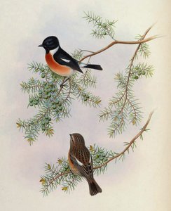 Saxicola maurus indicus, auf Juniperus formosana. Aus The Birds of Asia (John Gould), Band 4 von BirdsAsiaJohnGoIVGoul_0144.jpg