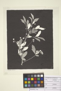Heidelbeere von Bolton Coit Brown