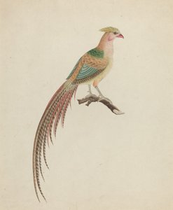 Goldfasan (Chrysolophus pictus) von British 18th Century